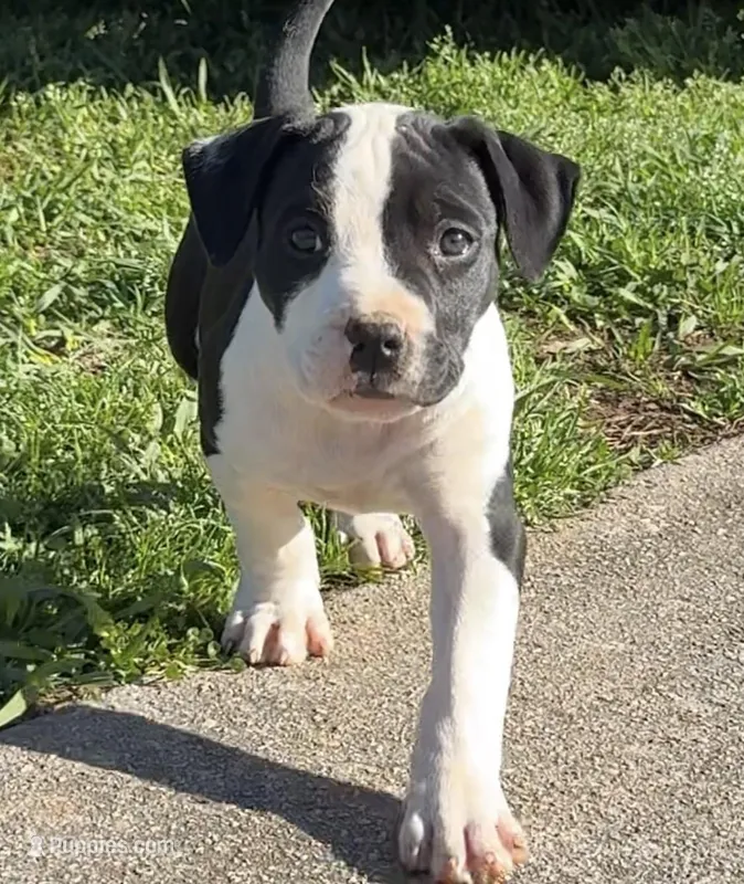 Lisa – American Bully puppy for sale in Hampton, GA