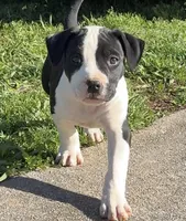 Lisa, a female American Bully for sale in Hampton, GA – Photo 1 of 3