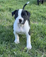 Lisa, a female American Bully for sale in Hampton, GA – Photo 2 of 3