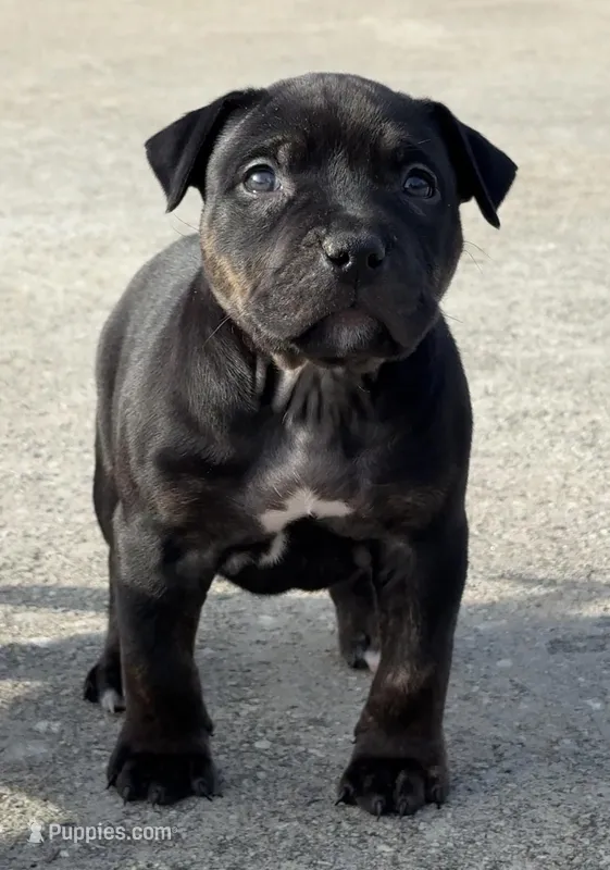 Meka – American Bully puppy for sale in Hampton, GA