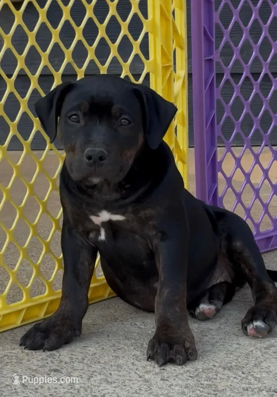 Meka – American Bully puppy for sale in Hampton, GA