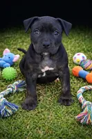 Meka, a female American Bully for sale in Hampton, GA – Photo 4 of 4