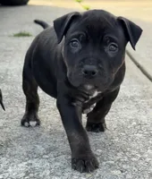 Meka, a female American Bully for sale in Hampton, GA – Photo 2 of 4