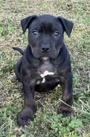 Meka, a female American Bully for sale in Hampton, GA – Photo 3 of 4