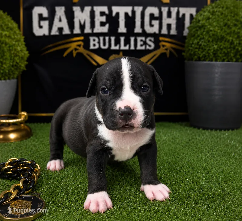 Brittani  – American Bully puppy for sale in Hampton, GA