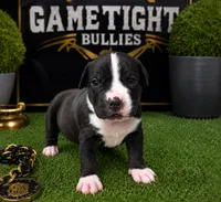Brittani , a female American Bully for sale in Hampton, GA – 1 of 1