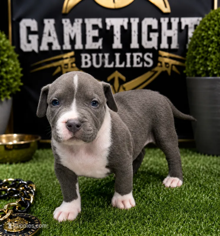Justin – American Bully puppy for sale in Hampton, GA