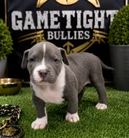 Justin, a male American Bully for sale in Hampton, GA – 1 of 1