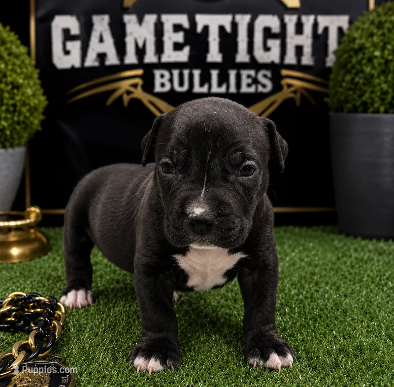 Niña – American Bully puppy for sale in Hampton, GA