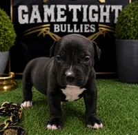 Niña, a female American Bully for sale in Hampton, GA – 1 of 2