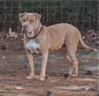 Boogie, a male American Bully for sale in Hampton, GA – Photo 4 of 4
