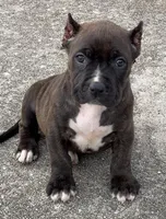 Boogie, a male American Bully for sale in Hampton, GA – Photo 2 of 4