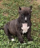 Boogie, a male American Bully for sale in Hampton, GA – Photo 1 of 4