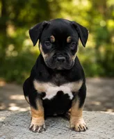 Coco, a female American Bully for sale in Hampton, GA – 2 of 2