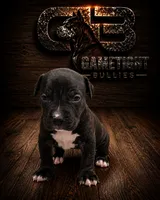 Niña, a female American Bully for sale in Hampton, GA – 2 of 2