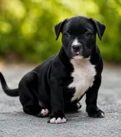 Care bear, a male American Bully for sale in Hampton, GA – 1 of 2