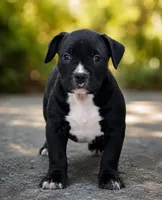 Care bear, a male American Bully for sale in Hampton, GA – 2 of 2