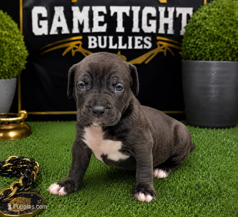 Lola – American Bully puppy for sale in Hampton, GA