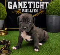 Lola, a female American Bully for sale in Hampton, GA – 1 of 1
