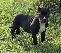 Care bear, a male American Bully for sale in Hampton, GA – 2 of 4