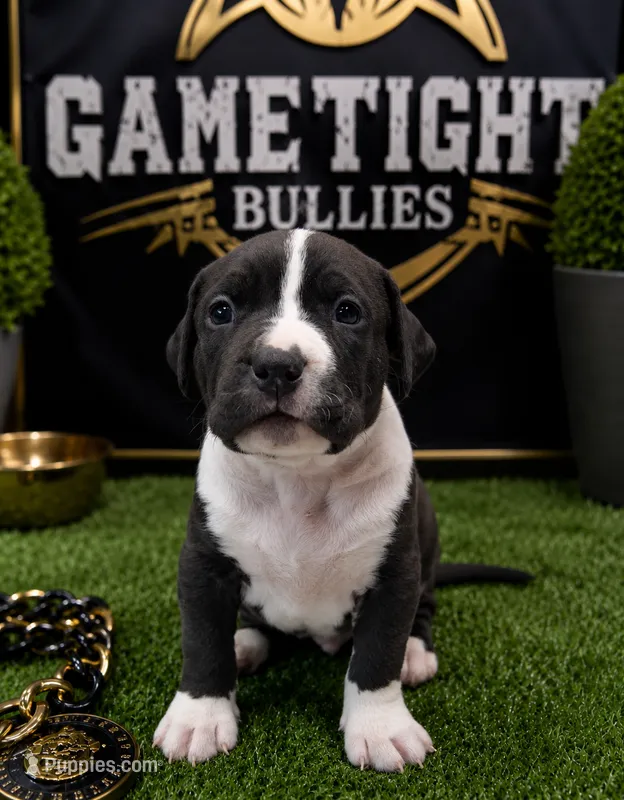 Nico – American Bully puppy for sale in Hampton, GA