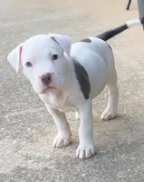 mama’s, a female American Bully for sale in Hampton, GA – Photo 3 of 6