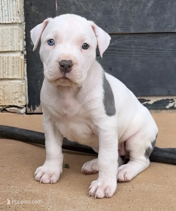 mama’s, a female American Bully for sale in Hampton, GA – Photo 1 of 6