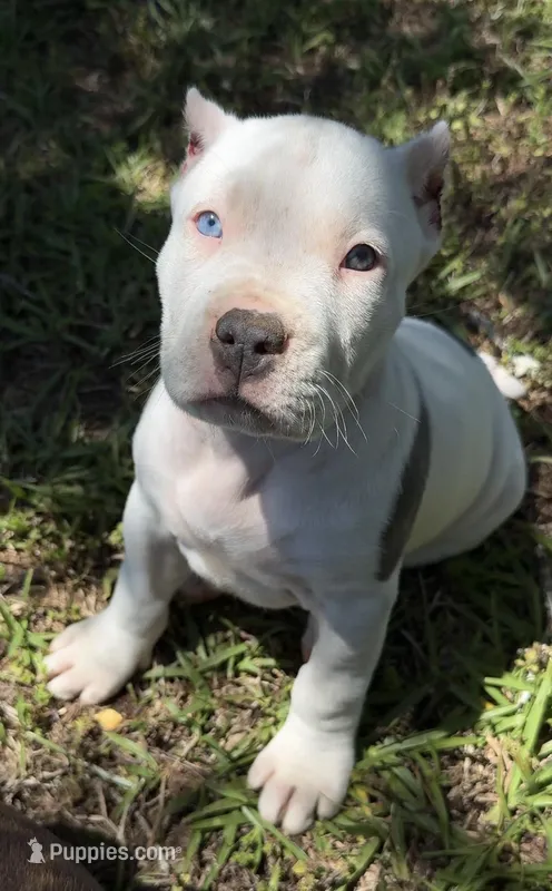 mama’s – American Bully puppy for sale in Hampton, GA
