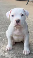 mama’s, a female American Bully for sale in Hampton, GA – Photo 2 of 6