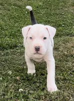 mama’s, a female American Bully for sale in Hampton, GA – Photo 4 of 6