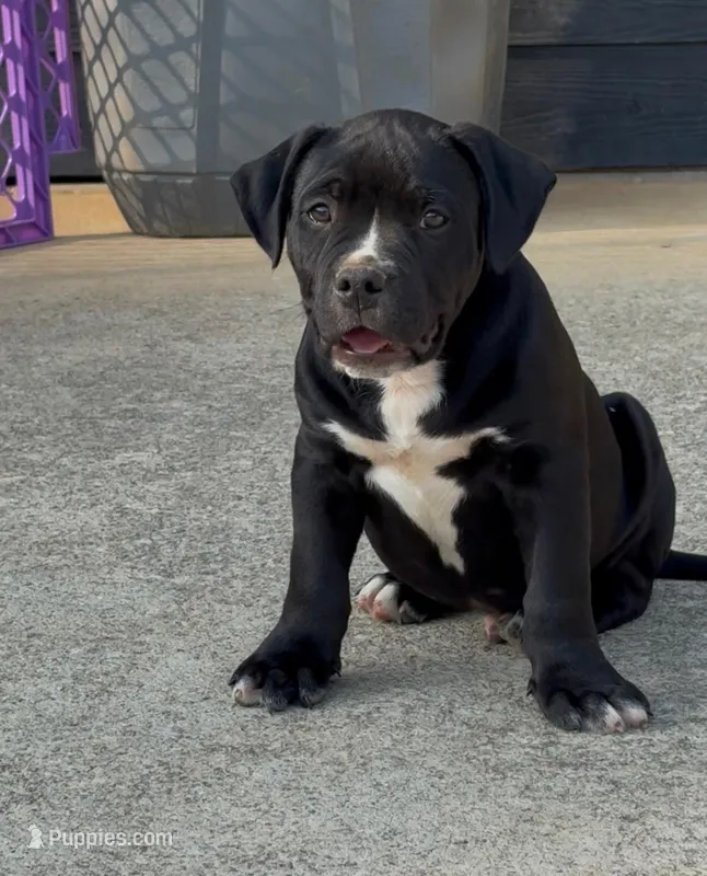 Rico – American Bully puppy for sale in Hampton, GA