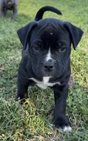 Rico, a male American Bully for sale in Hampton, GA – Photo 2 of 2