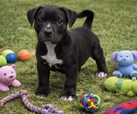 Rico, a male American Bully for sale in Hampton, GA – Photo 1 of 2