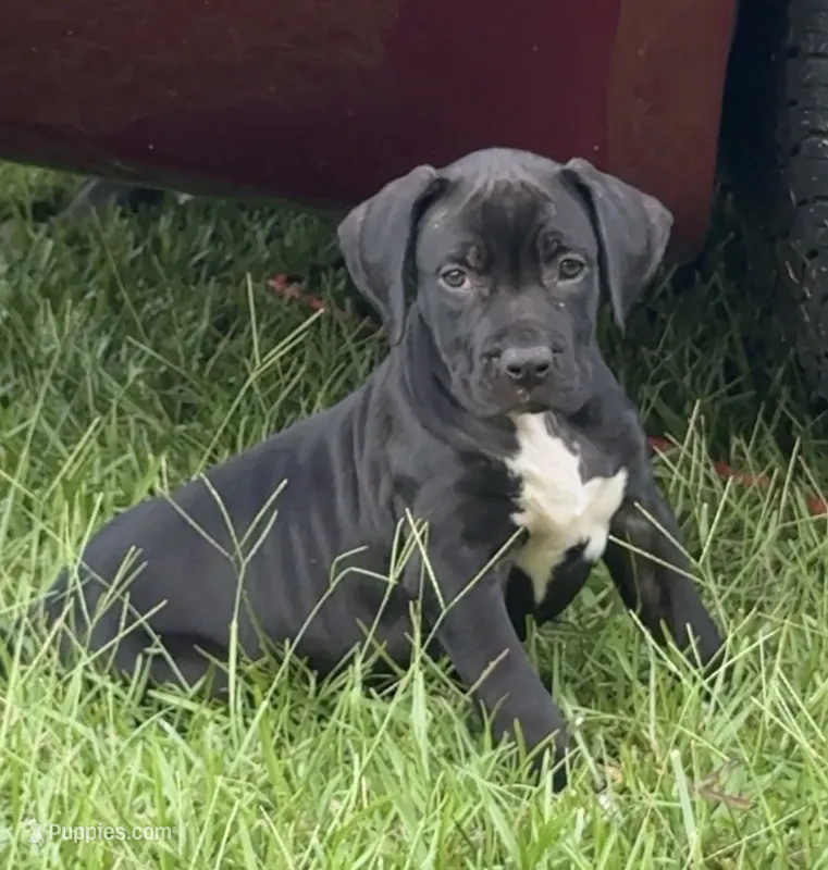 Lola – American Bully puppy for sale in Hampton, GA