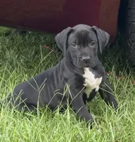 Lola, a female American Bully for sale in Hampton, GA – 1 of 2