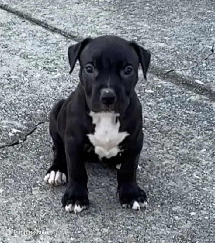 Niña – American Bully puppy for sale in Hampton, GA