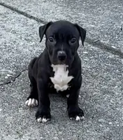 Niña, a female American Bully for sale in Hampton, GA – 1 of 3