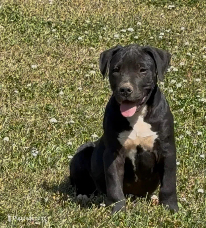 Jack – American Bully puppy for sale in Hampton, GA