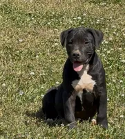 Jack, a male American Bully for sale in Hampton, GA – 1 of 1