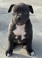 Jack, a male American Bully for sale in Hampton, GA – Photo 2 of 2