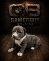 Candy, a female American Bully for sale in Hampton, GA – 2 of 4