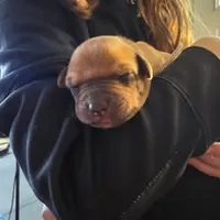 Litter, a  Rhodesian Ridgeback for sale in Youngwood, PA – 10 of 10
