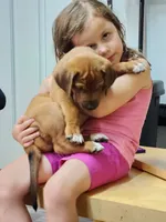 Litter, a  Rhodesian Ridgeback for sale in Youngwood, PA – 2 of 10