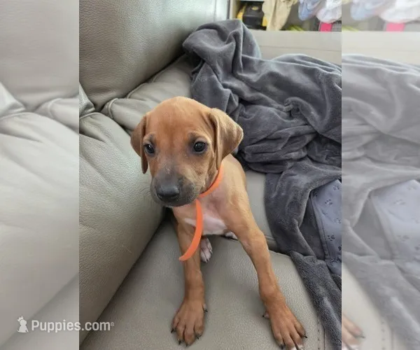 orange – Rhodesian Ridgeback puppy for sale in Youngwood, PA