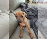 orange, a female Rhodesian Ridgeback for sale in Youngwood, PA – 1 of 5