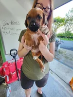 Litter, a  Rhodesian Ridgeback for sale in Youngwood, PA – 3 of 10