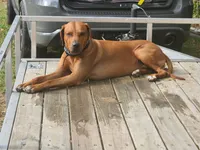 orange, a female Rhodesian Ridgeback for sale in Youngwood, PA – 4 of 5
