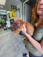 Litter, a  Rhodesian Ridgeback for sale in Youngwood, PA – 4 of 10