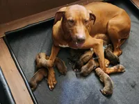 Litter, a  Rhodesian Ridgeback for sale in Youngwood, PA – 7 of 10