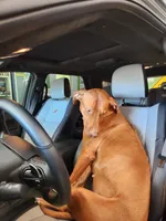 orange, a female Rhodesian Ridgeback for sale in Youngwood, PA – 5 of 5
